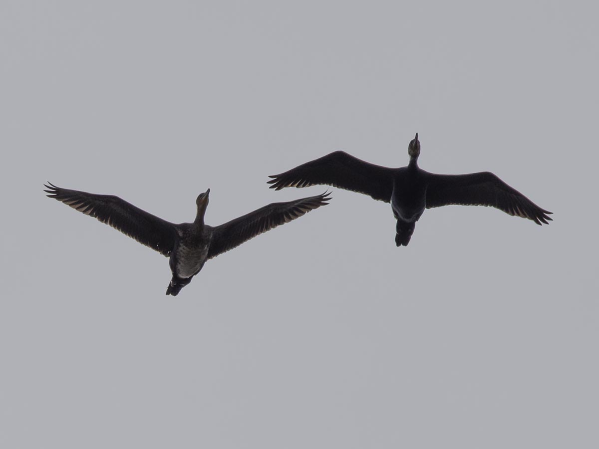 2 Flieger